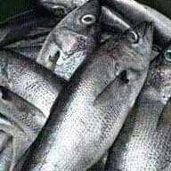 Mukeke Fish
